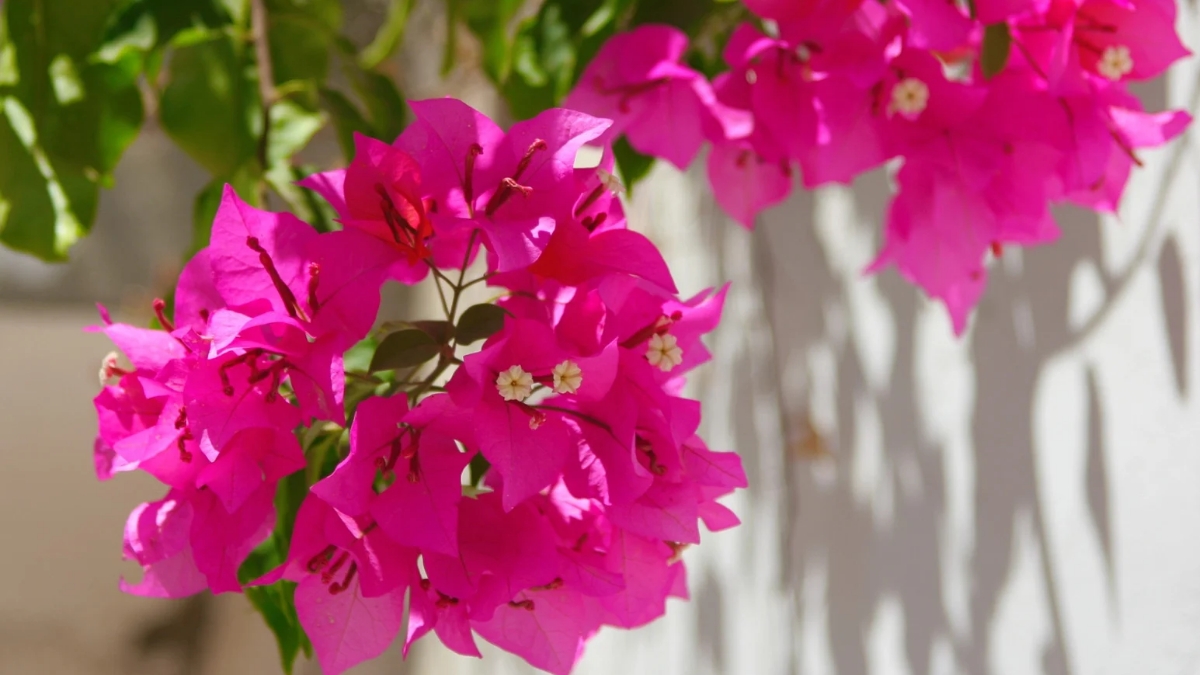 Bougainvillea flowers