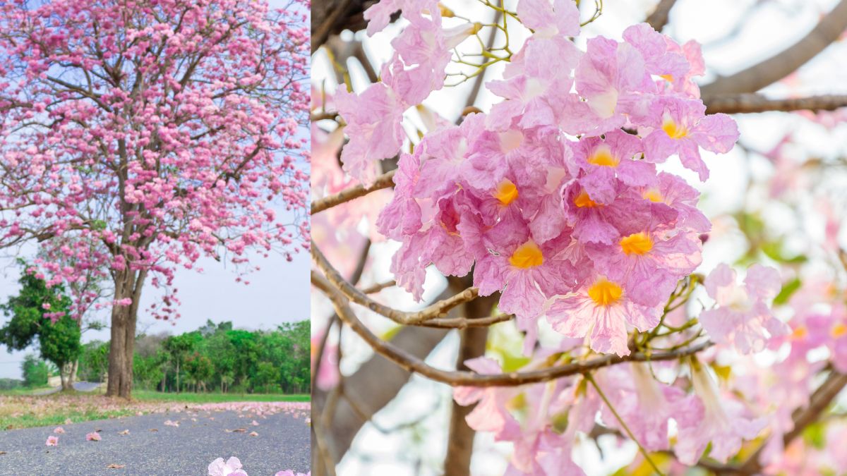Tabebuia Rosea Flowers