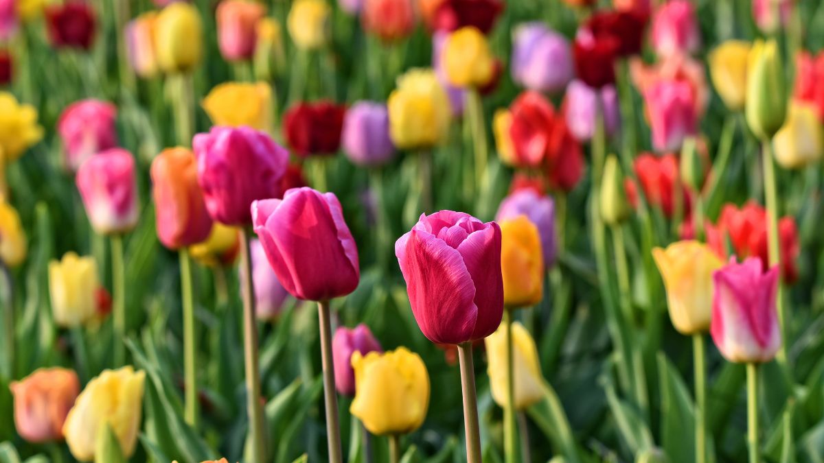 Tulips flowers