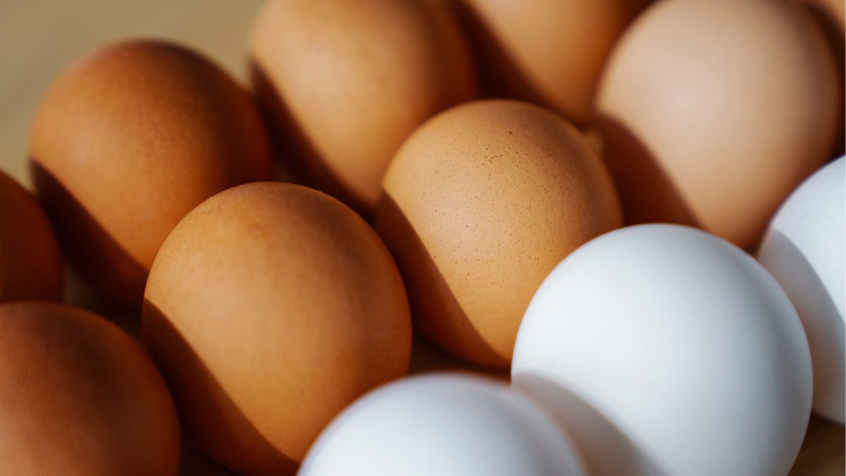 brown eggs vs white eggs