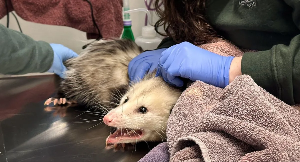 sweet-trouble-cranky-opossum-falls-ill-after-eating-entire-costco-cake