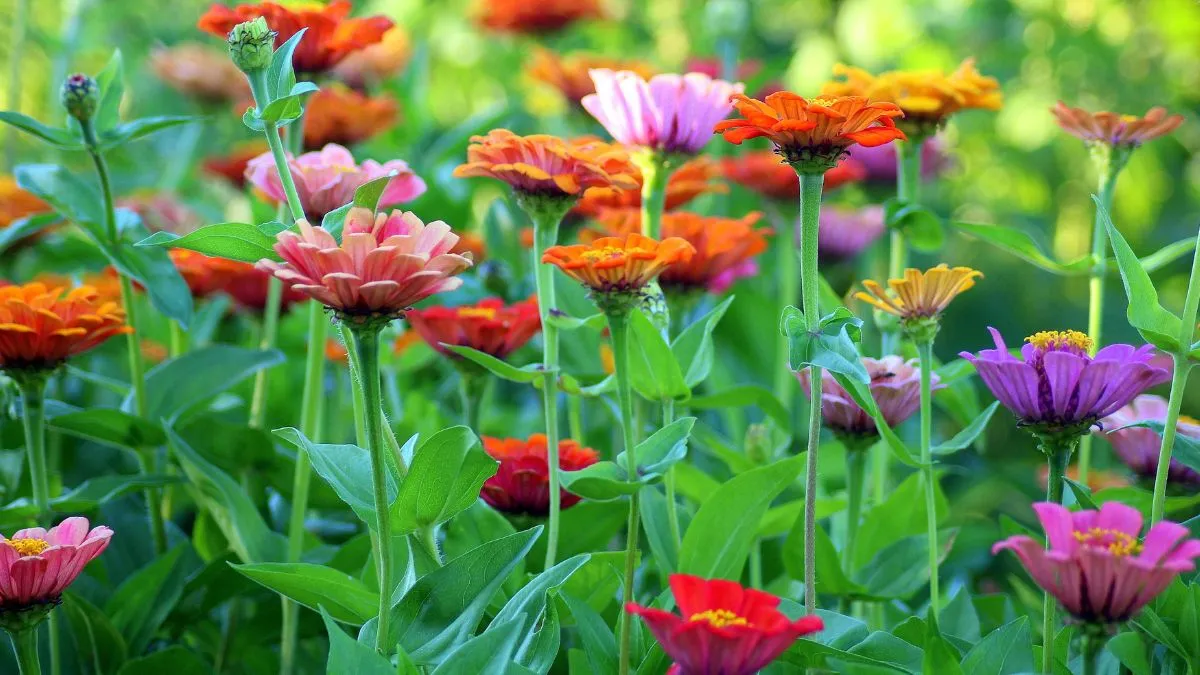 noida-flower-show-2025-37th-vasant-utsav-event-kicks-off-today-check-venue-schedule-entry-fee-and-more