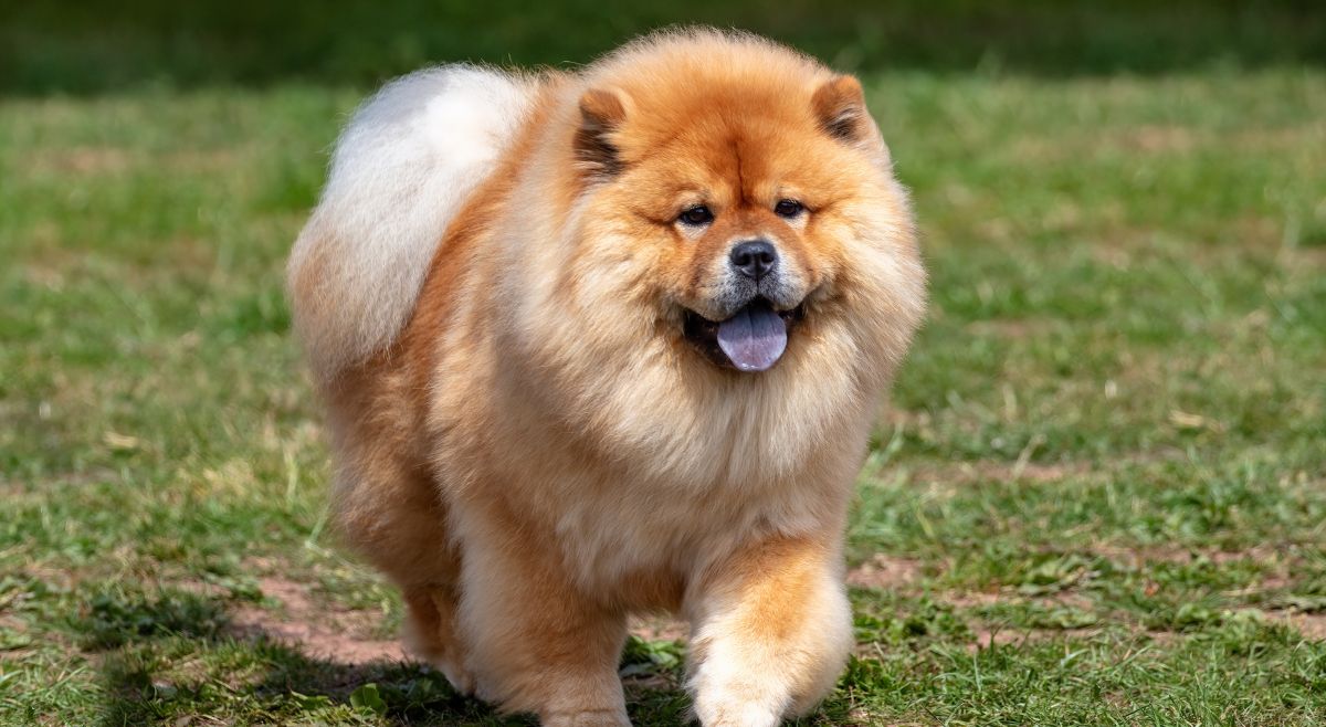 Chow Chow