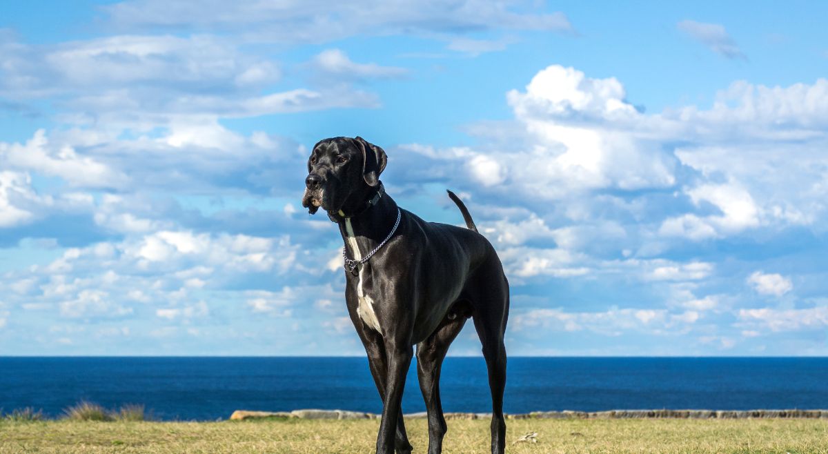 Great Danes