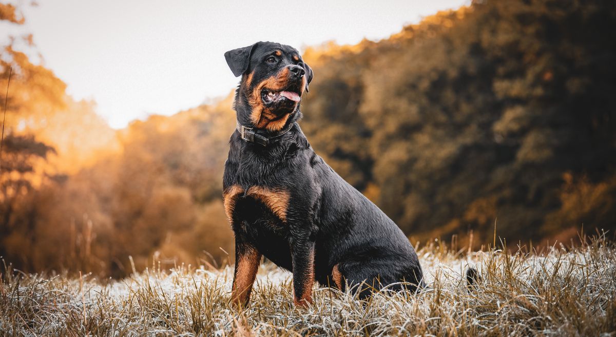 Rottweiler