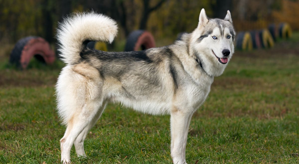 Siberian Husky