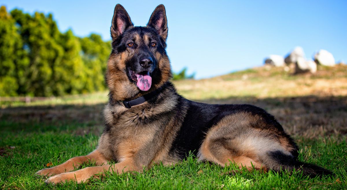german shepherd