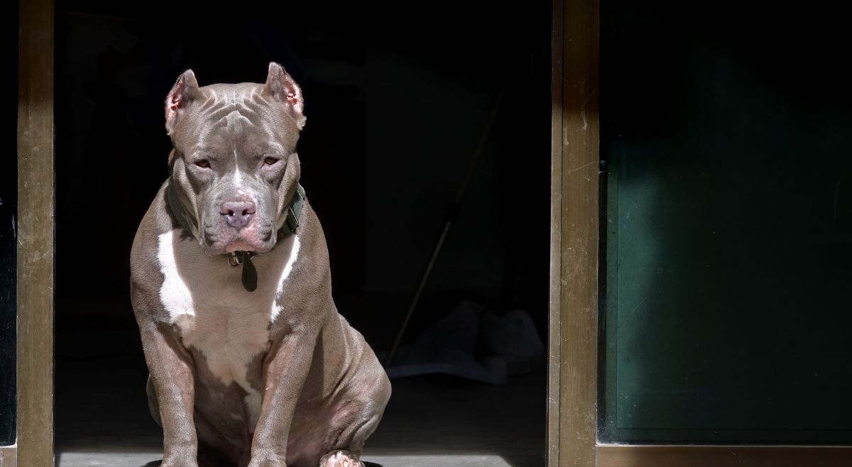 pitbull