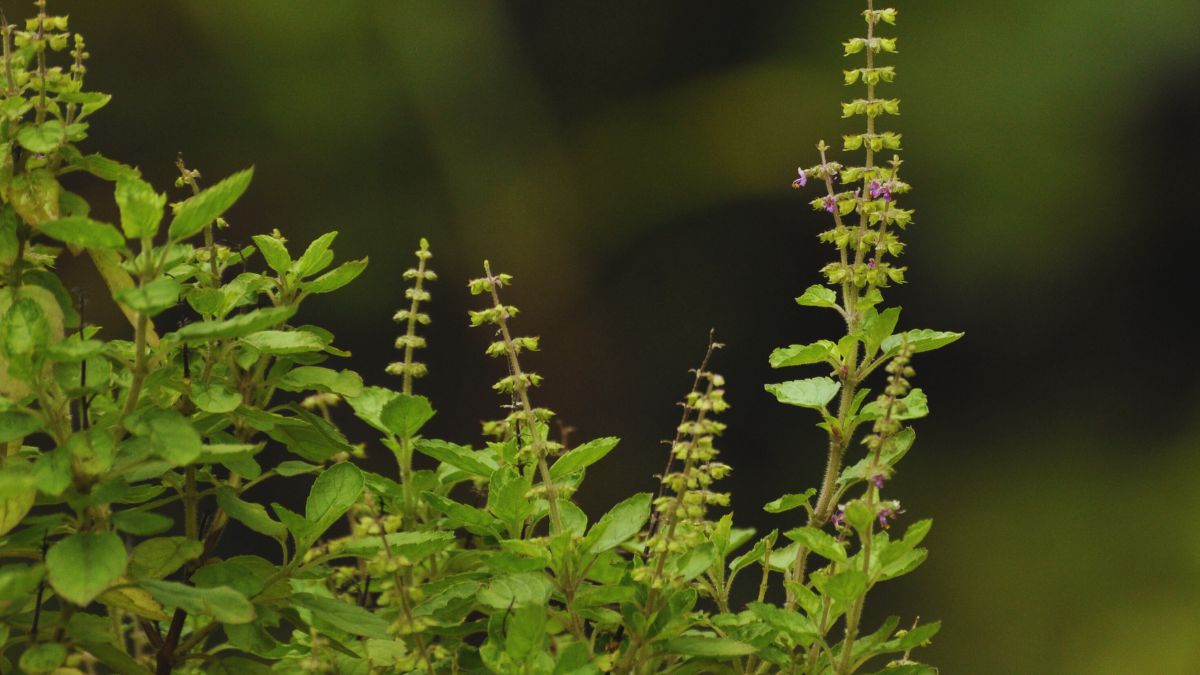 tulsi-leaves-benefit