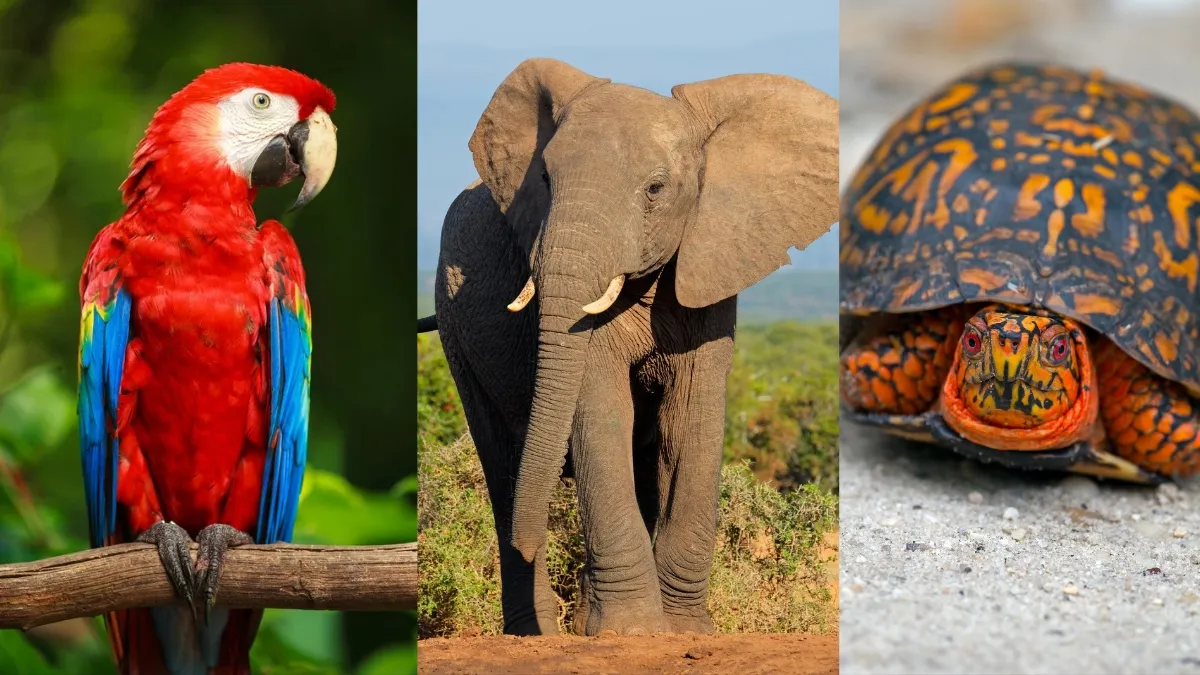 top-10-animals-who-live-longer-than-humans-elephant-blue-whale-box-turtle-and-more