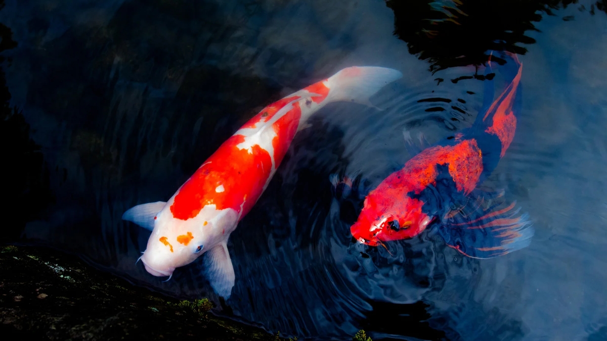 Top 10 animals who live longer than humans.