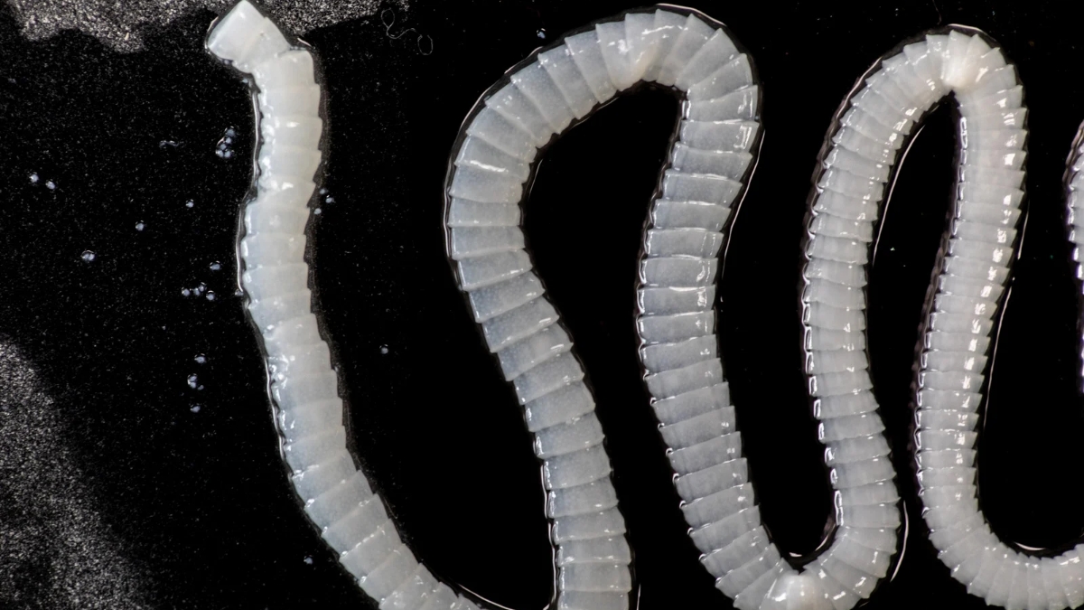 Top 10 animals who live longer than humans..