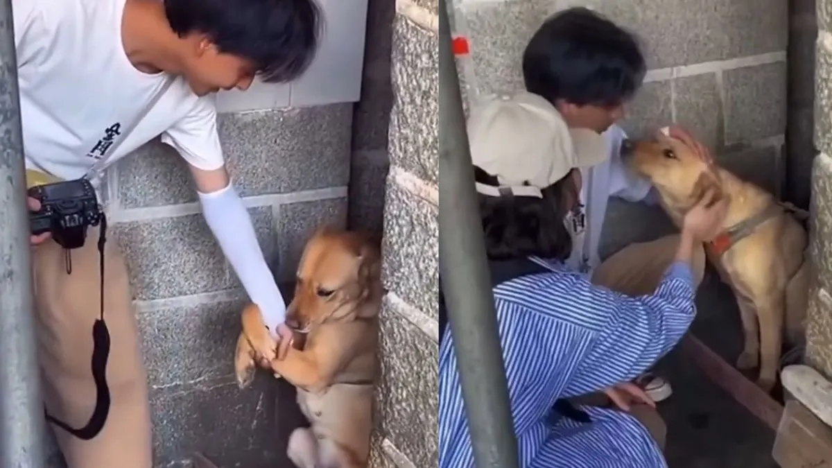 man-falls-for-clingy-stray-dog-adopts-and-takes-it-home-heartwarming-video-leaves-netizens-in-tears-viral-video