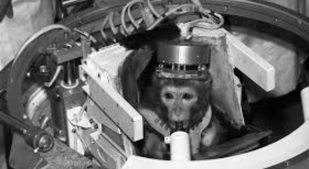 monkeys That Have Been To Space