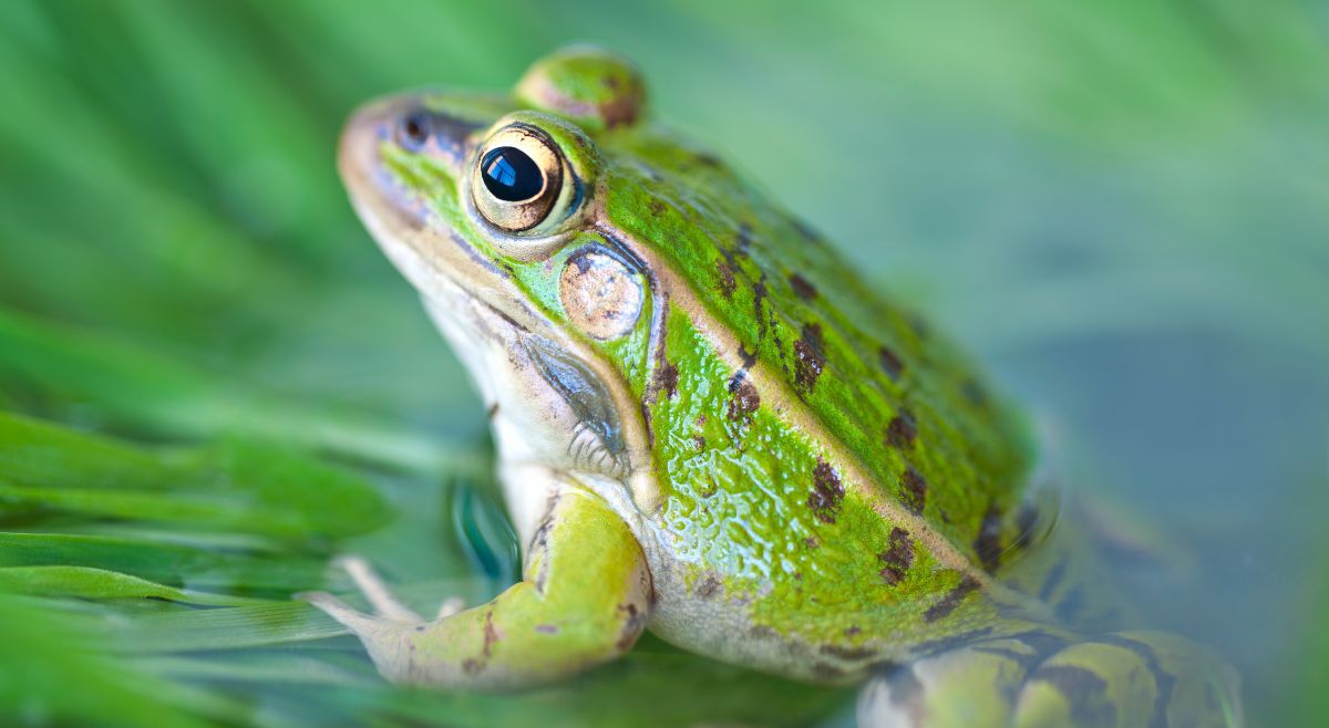 Frog