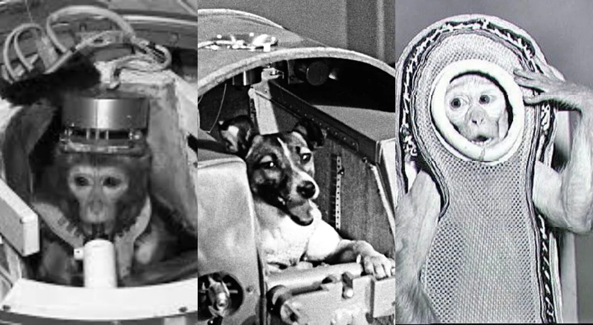 list-of-animals-that-have-been-to-space-monkeys-dogs-and-more