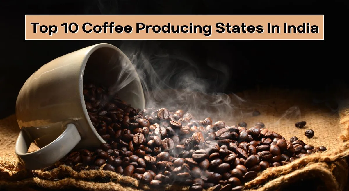 top-10-coffee-producing-states-in-india-karnataka-kerala-and-more