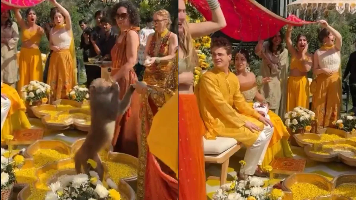 bro-never-misses-opportunity-uninvited-monkey-crashes-haldi-ceremony-snatches-food-straight-off-guest-plate-viral-video