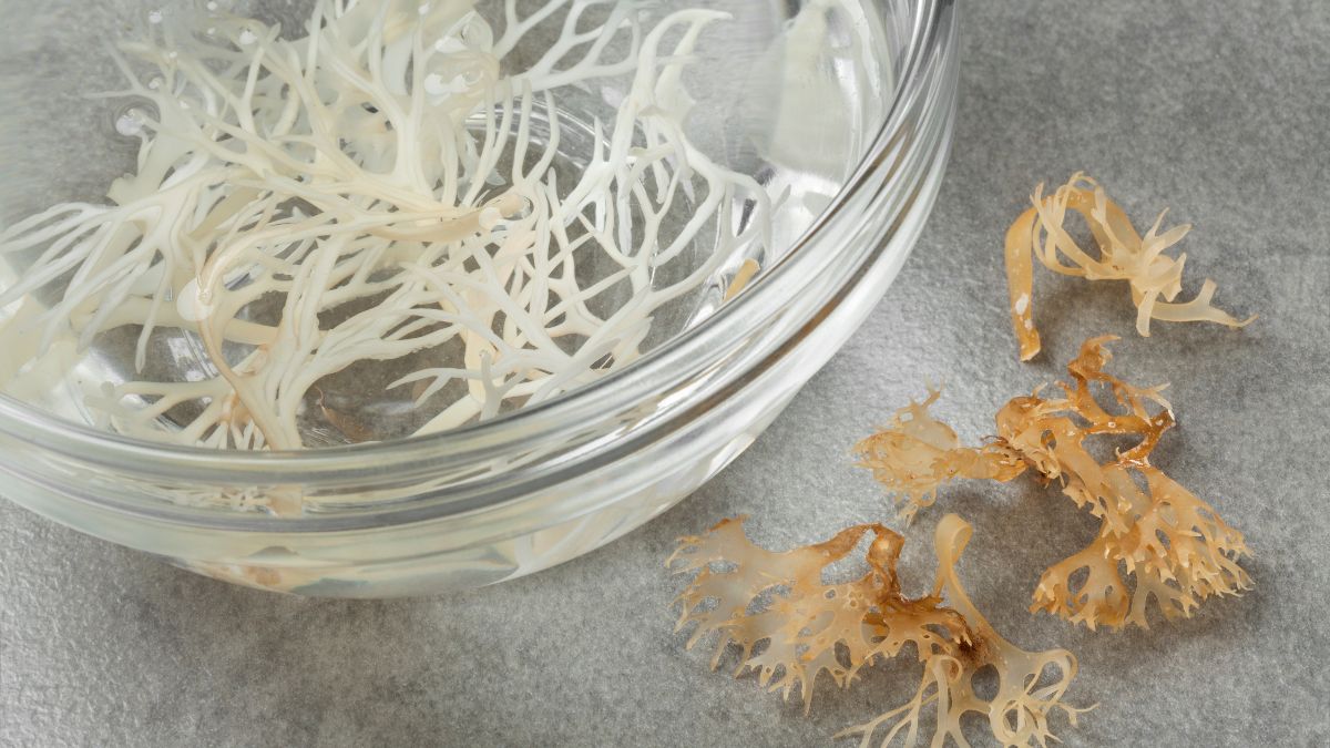 Sea Moss Helps In Cure Acne
