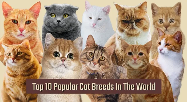 top-10-popular-cat-breeds-in-the-world-ragdoll-persian-and-more