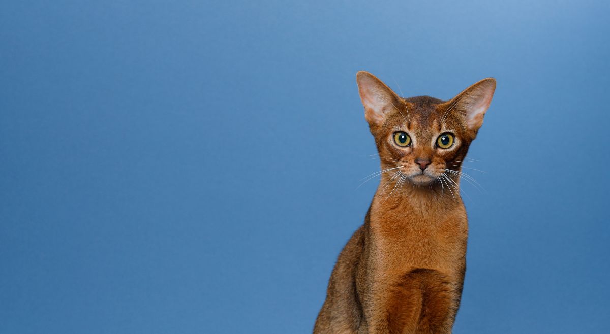 Abyssinian cats