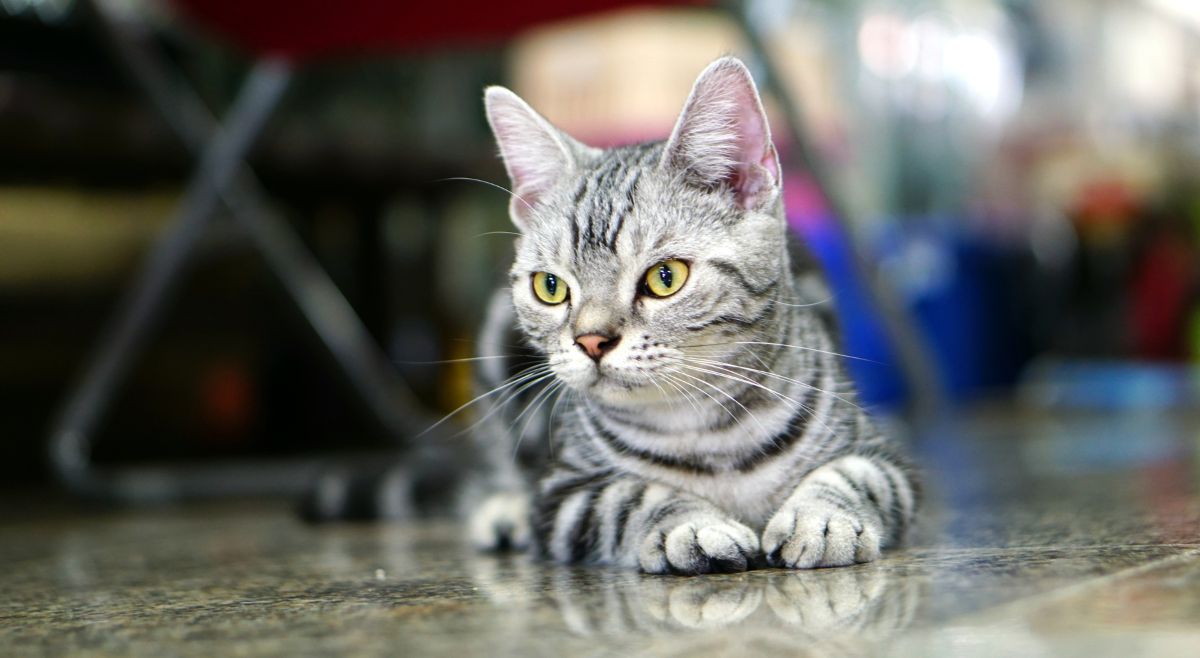 American Shorthair cats