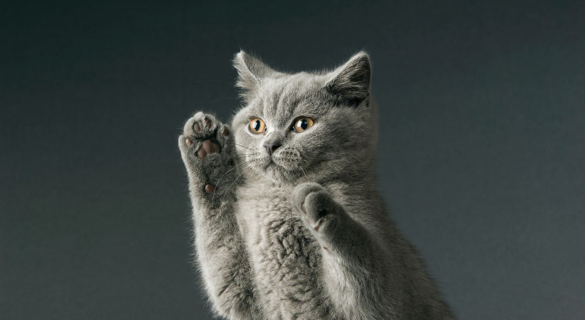 British Shorthair cats