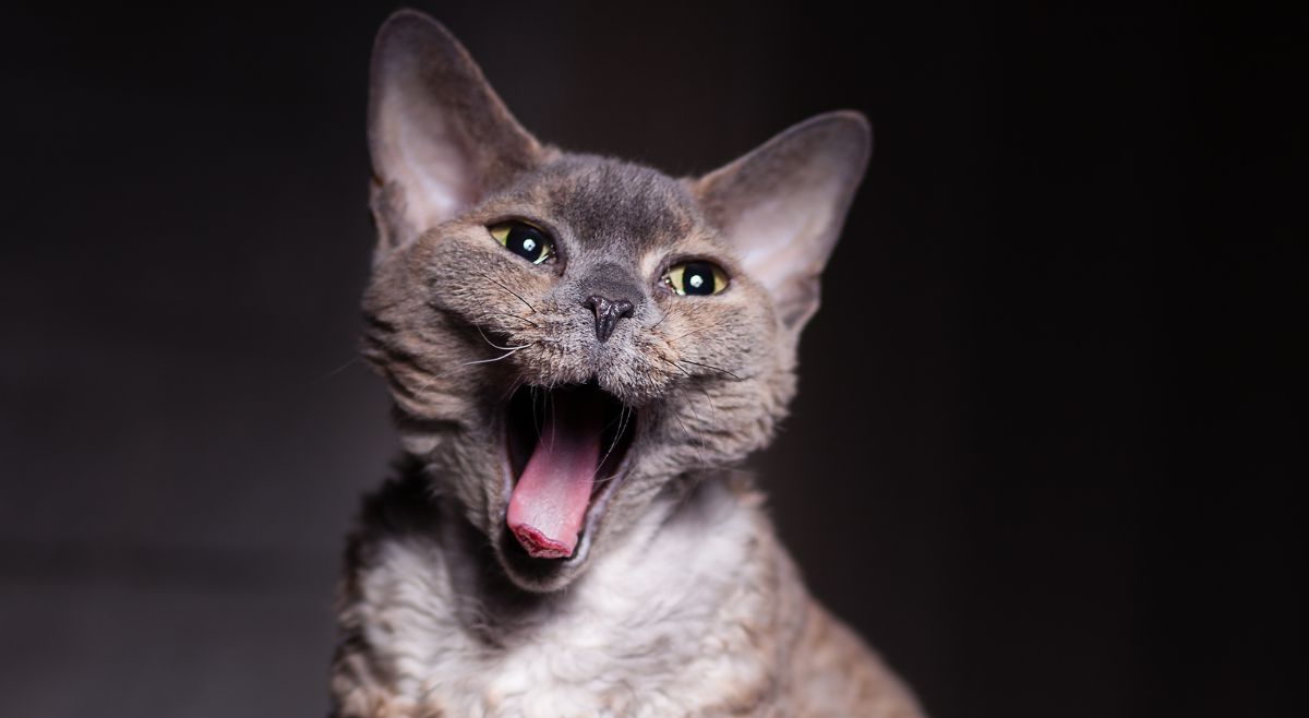 Devon Rex cats