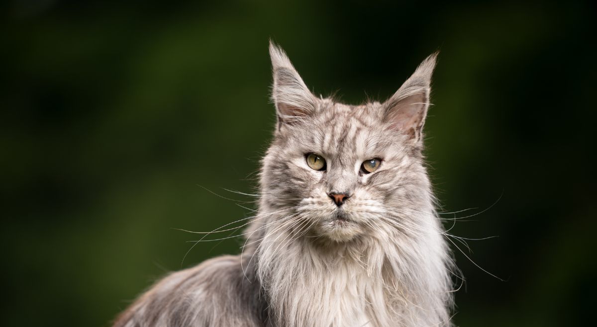 Maine Coon Cat