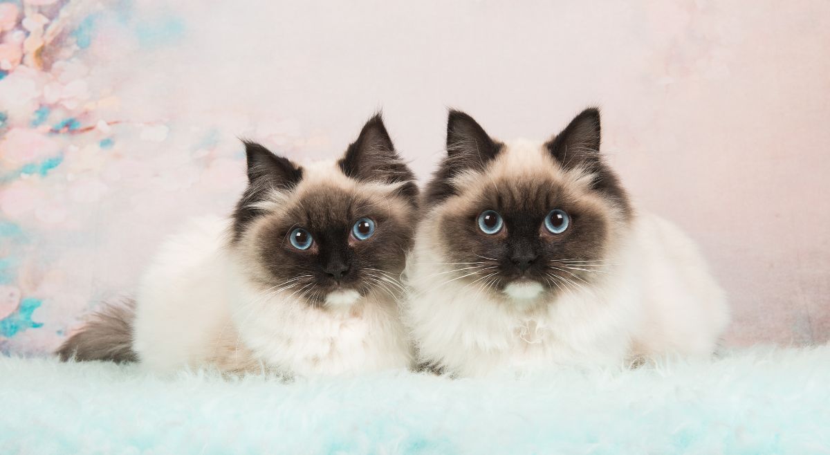 Ragdoll Cats