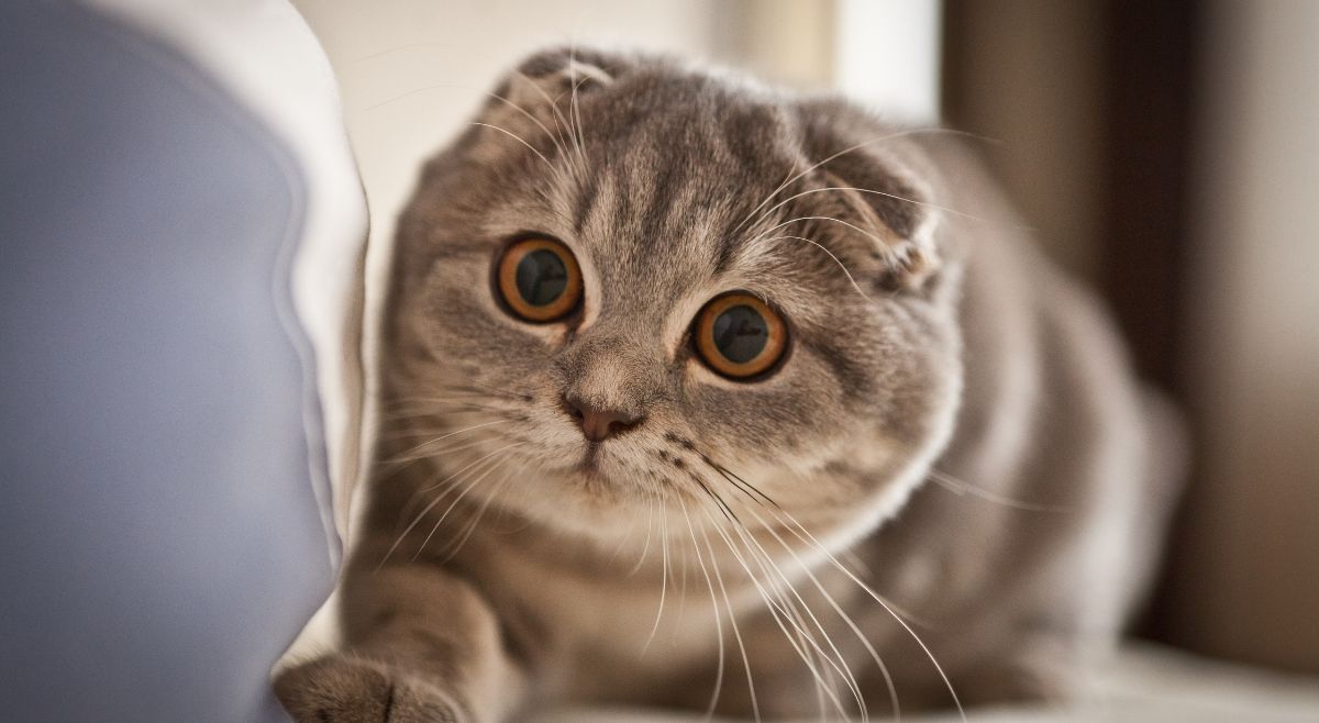 Scottish Fold cats