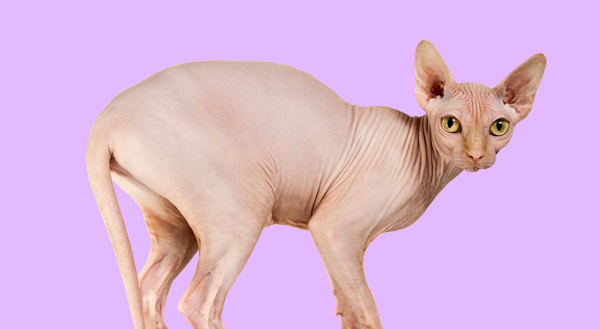 Sphynx cats