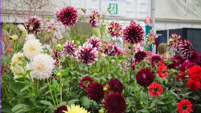 greater-noida-traffic-advisory-route-diversions-parking-details-for-three-day-flower-show