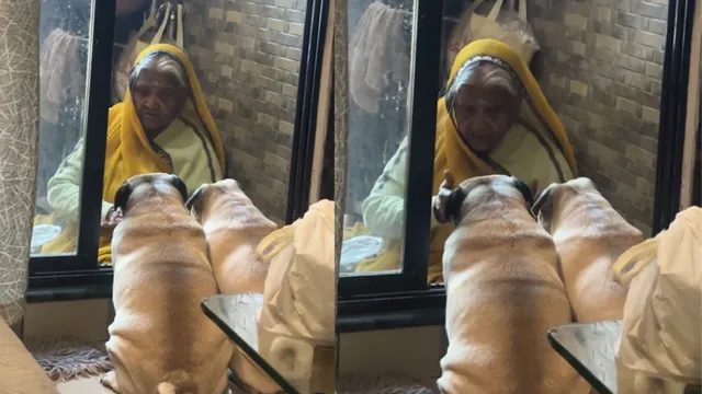 dont-bring-them-home-to-bhajans-for-them-elderly-woman-heartfelt-video-with-pet-dogs-wins-hearts-online-viral-video