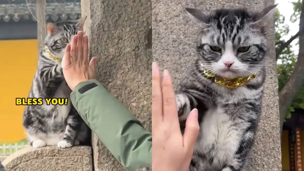 temple-cat-in-china-delights-visitors-with-high-fives-and-blessings-viral-video-wins-hearts-online