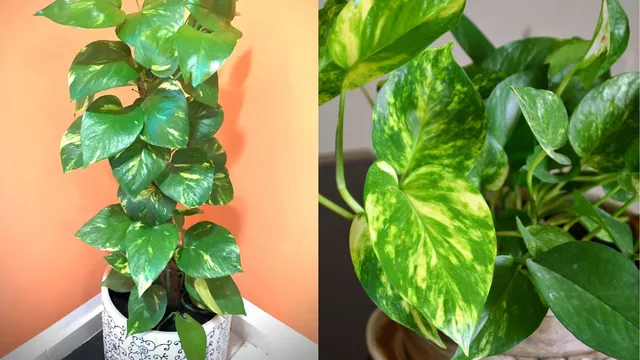 what-the-condition-of-your-money-plant-says-about-your-financial-luck-vastu-explains