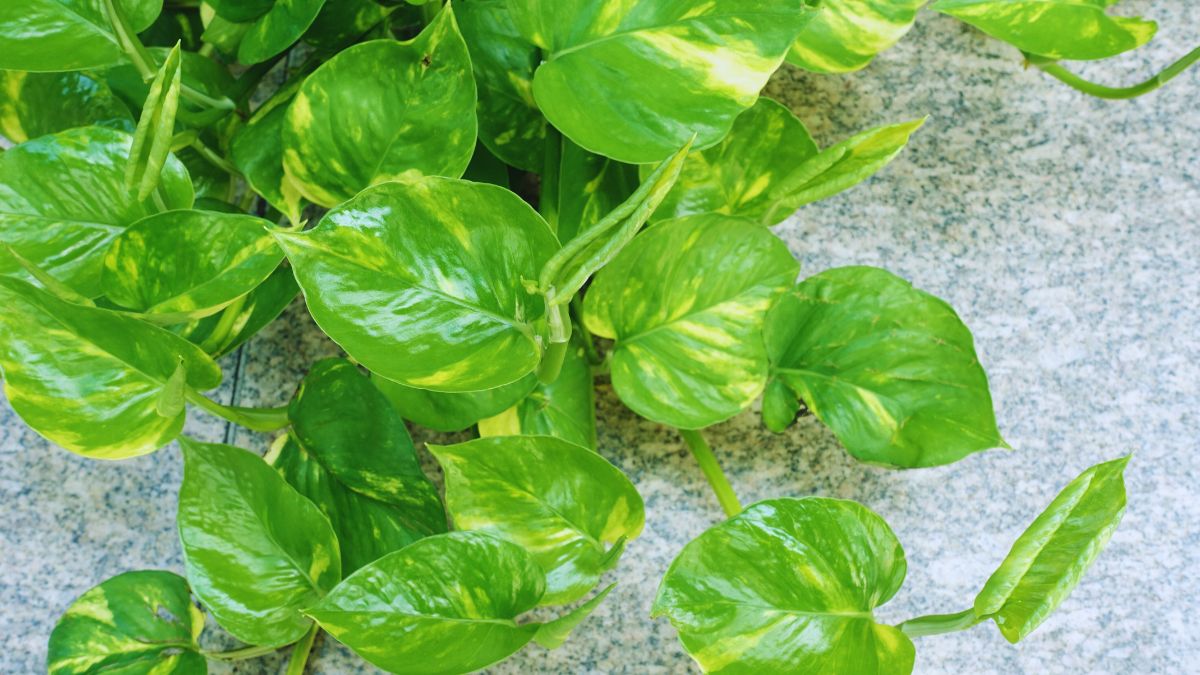 money-plant-vastu-shastra