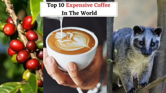 top-10-most-expensive-coffees-in-the-world-from-exotic-beans-to-animal-poop