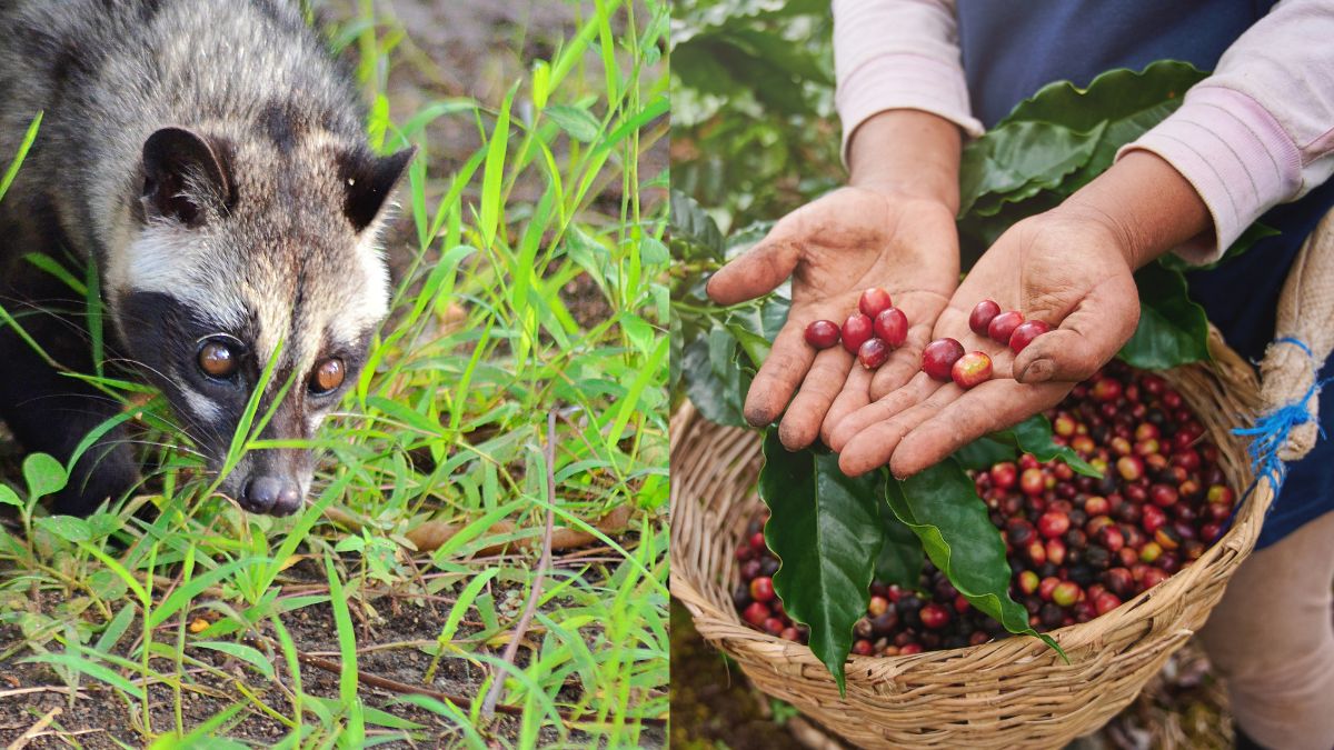 top 10 most expenisve coffee in the world (1)