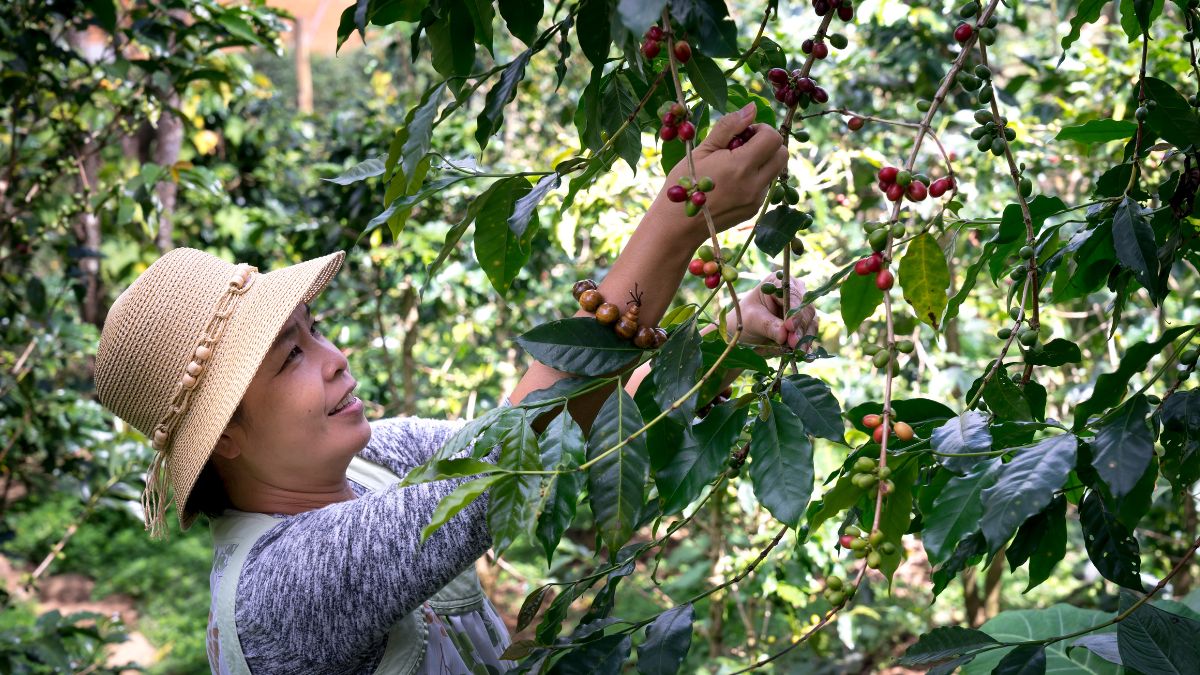 top 10 most expenisve coffee in the world (2)