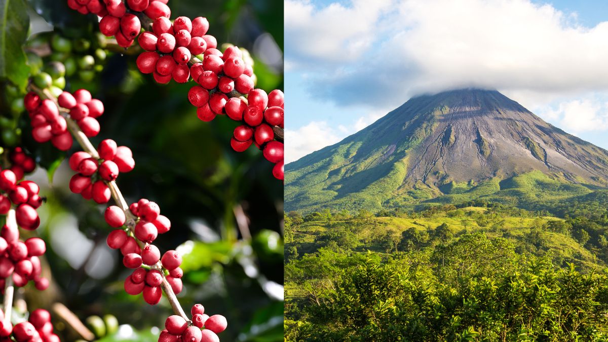 top 10 most expenisve coffee in the world (3)