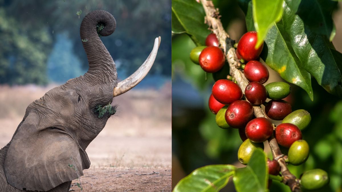 top 10 most expenisve coffee in the world