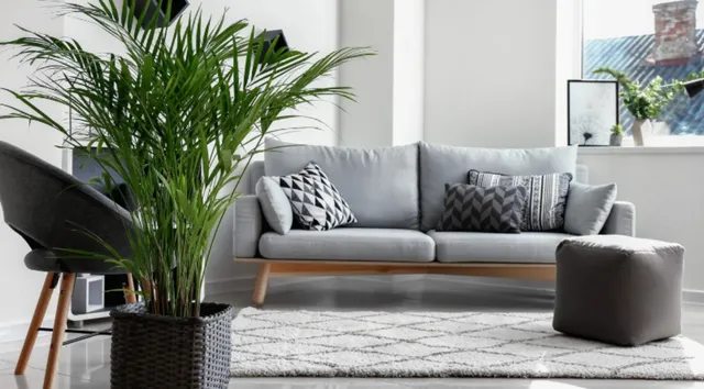 areca-palm-plant-5-lesser-known-benefits-of-keeping-it-in-your-bedroom