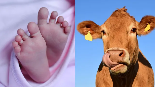 Third Child Perks: TDP MP Offers Rs 50,000 For Girls, Cows For Boys –  Andhra's Latest 'Moo-ving' Incentive