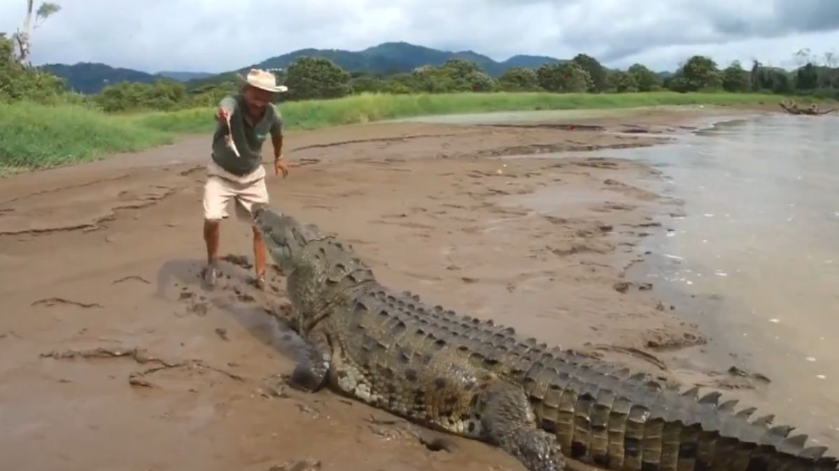 insanity-at-its-peak-man-daring-act-of-feeding-giant-crocodile-with-bare-hands-gets-captured-in-shocking-viral-video