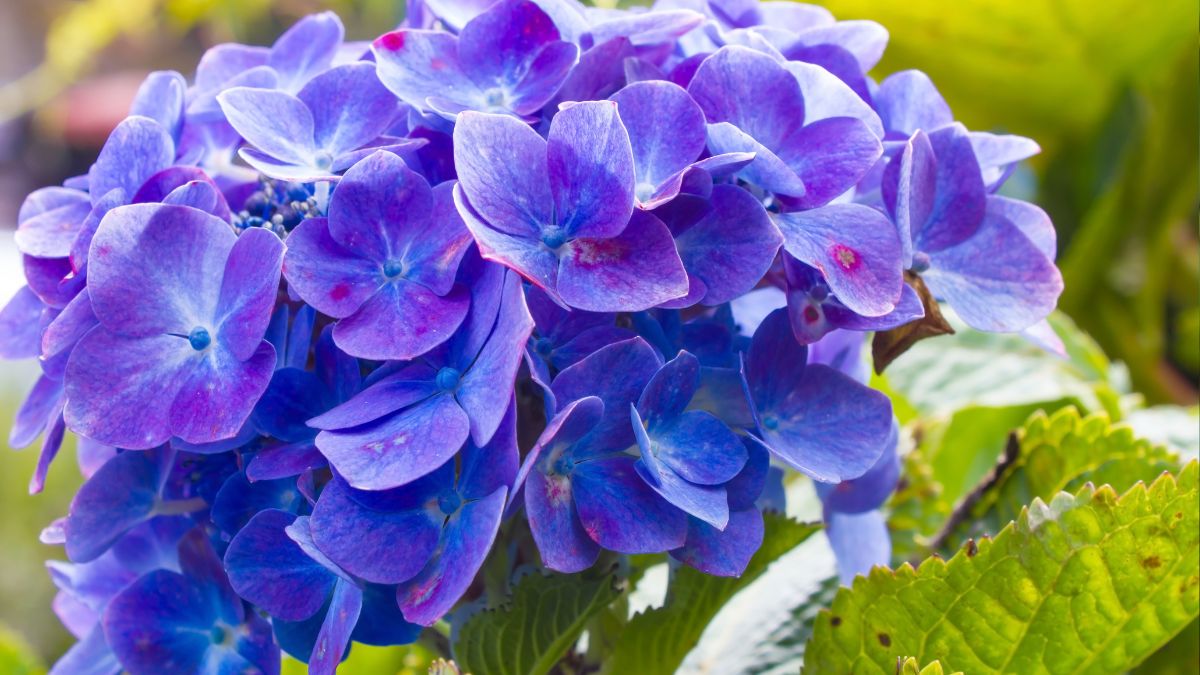 top 10 natural plants to make organic holi colours (2)