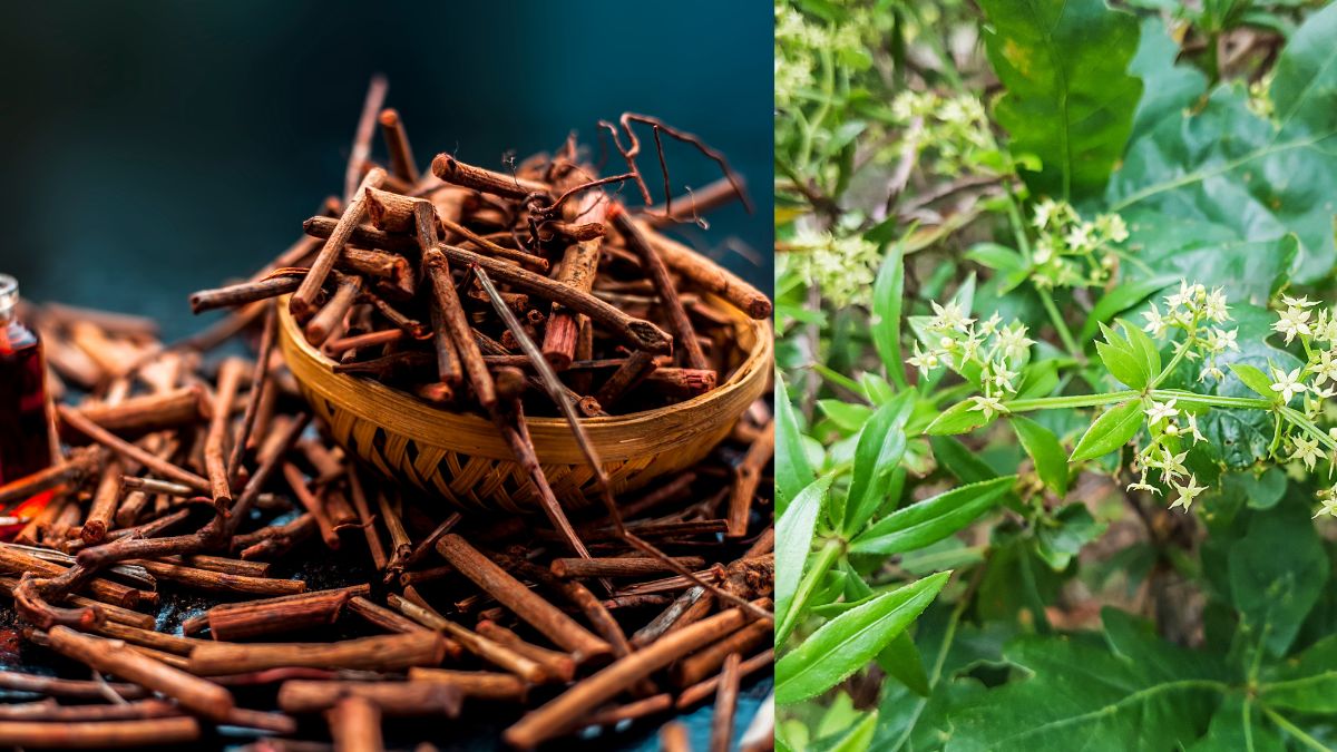 top 10 natural plants to make organic holi colours (3)