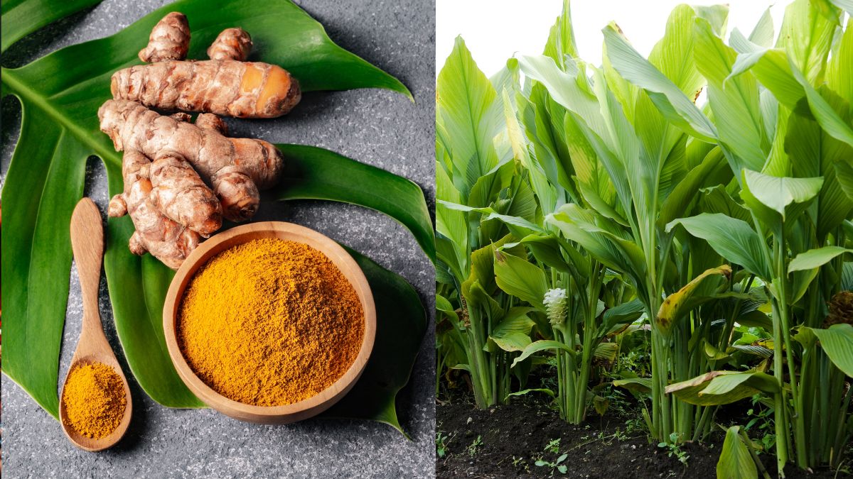 top 10 natural plants to make organic holi colours (4)