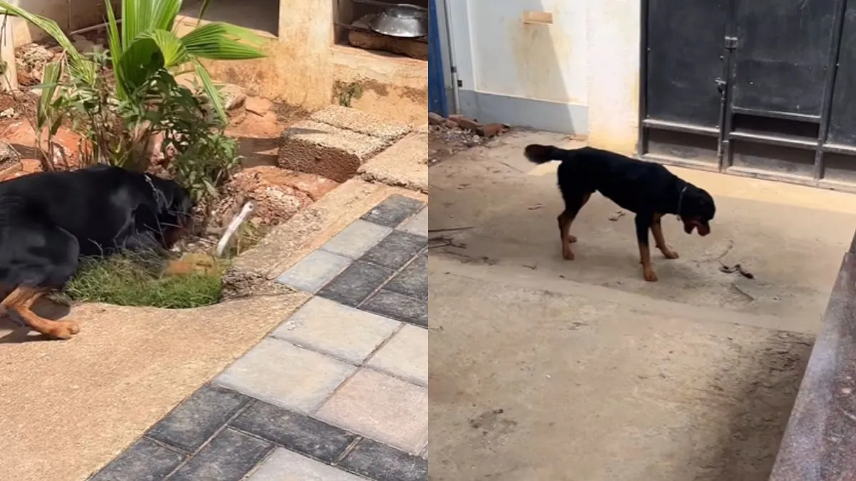 rottweiler-rips-deadly-cobra-apart-in-seconds-shocking-video-ignites-online-debate-train-your-dog-better-viral-video