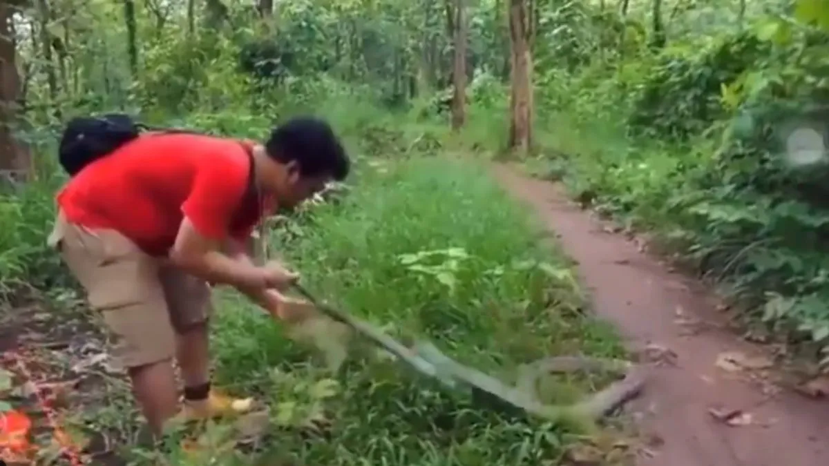 that-is-not-professional-man-fearlessly-slaps-and-teases-giant-cobra-leaving-internet-baffled-viral-video